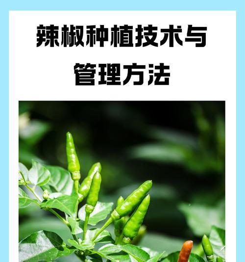 种大椒催芽方法是什么？如何提高发芽率？