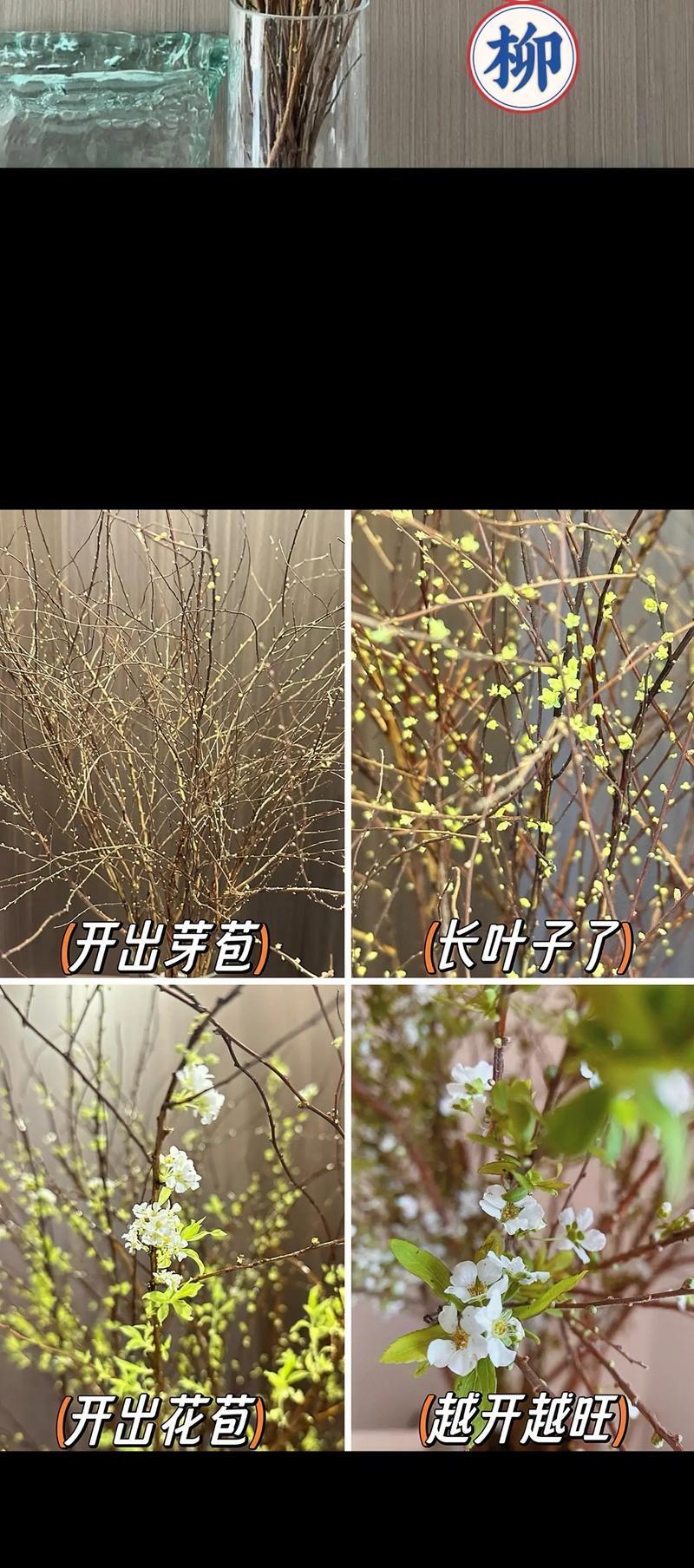 修剪雪花后期枝条的最佳时机是什么时候？如何正确进行修剪？