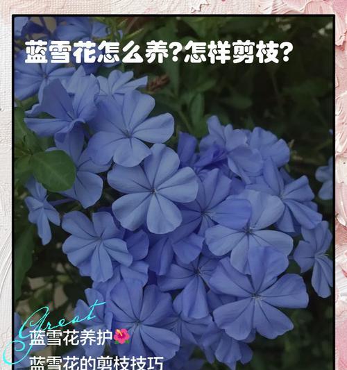 修剪雪花后期枝条的最佳时机是什么时候？如何正确进行修剪？