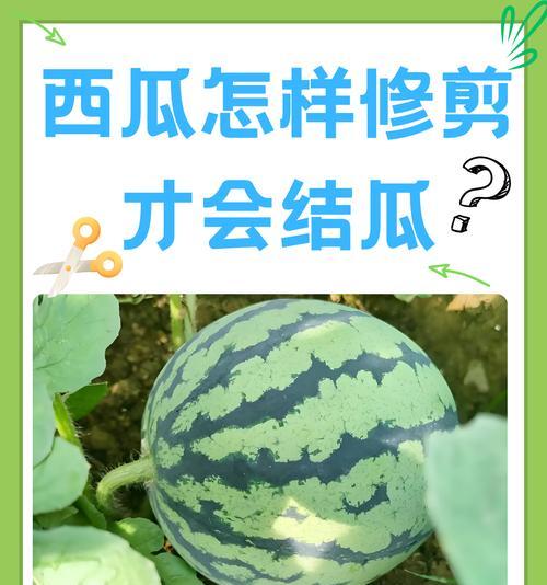 西瓜催芽的最佳方法是什么？需要多长时间才能发芽？
