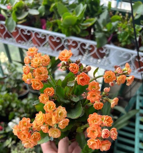 折枝花修剪枝条的正确方法是什么？修剪后如何护理？