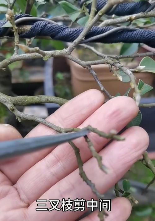 折枝花修剪枝条的正确方法是什么？修剪后如何护理？