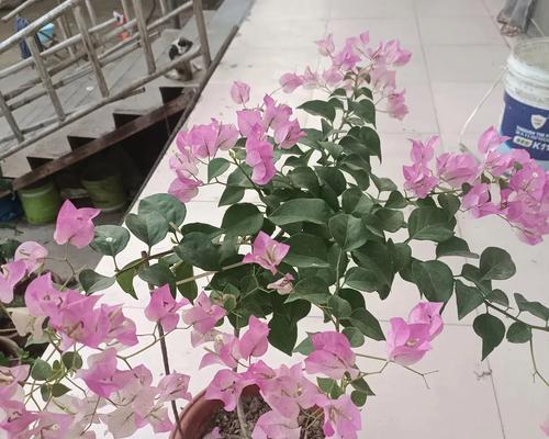 折枝花修剪枝条的正确方法是什么？修剪后如何护理？