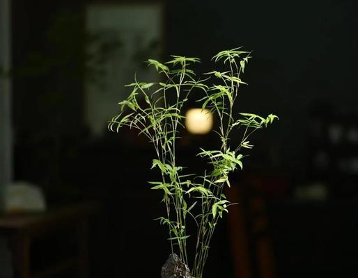 山水竹怎么种植方法？有哪些步骤和注意事项？