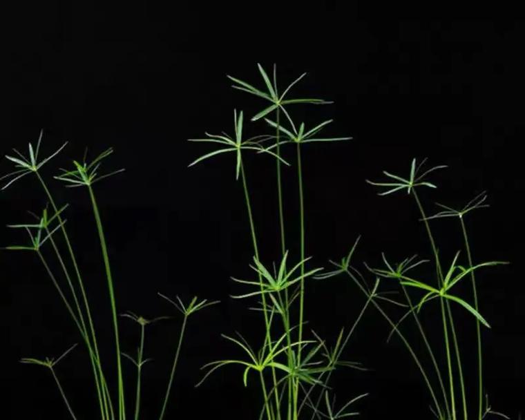 山水竹怎么种植方法？有哪些步骤和注意事项？