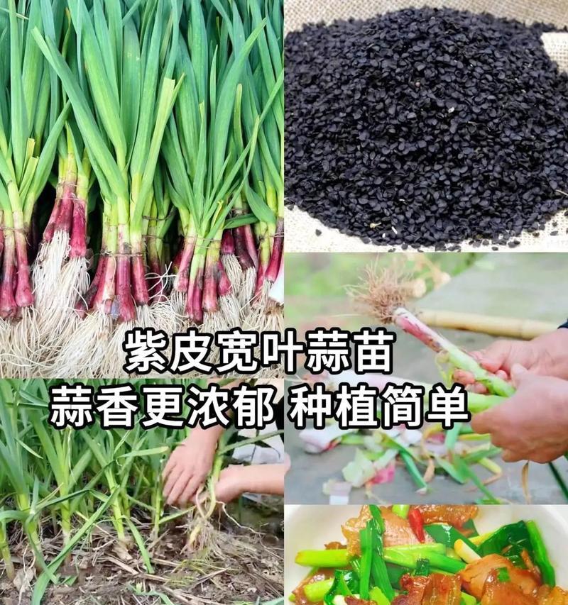 老蒜苔种植方法有哪些？步骤和注意事项是什么？