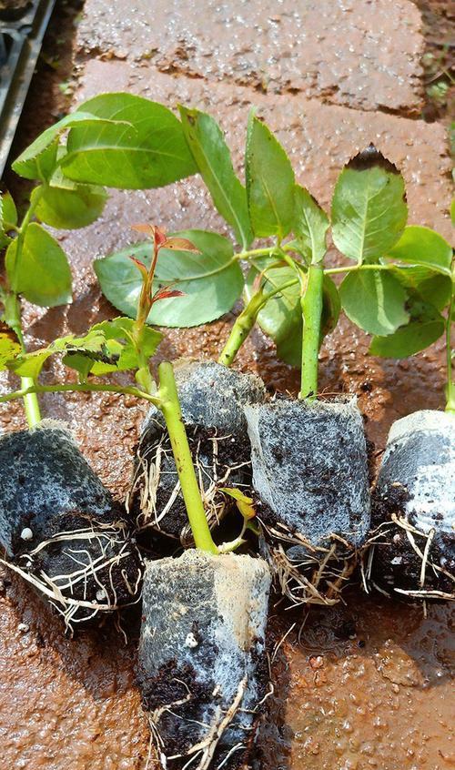 苏麻苗怎么种植方法？种植步骤和注意事项是什么？
