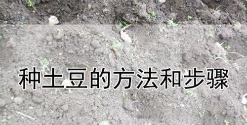 牛角蕉种植方法有哪些？如何确保牛角蕉健康成长？
