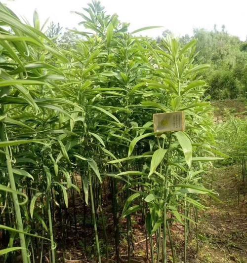 青衣柱怎么种植方法？种植过程中需要注意哪些问题？