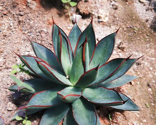 青衣柱怎么种植方法？种植过程中需要注意哪些问题？