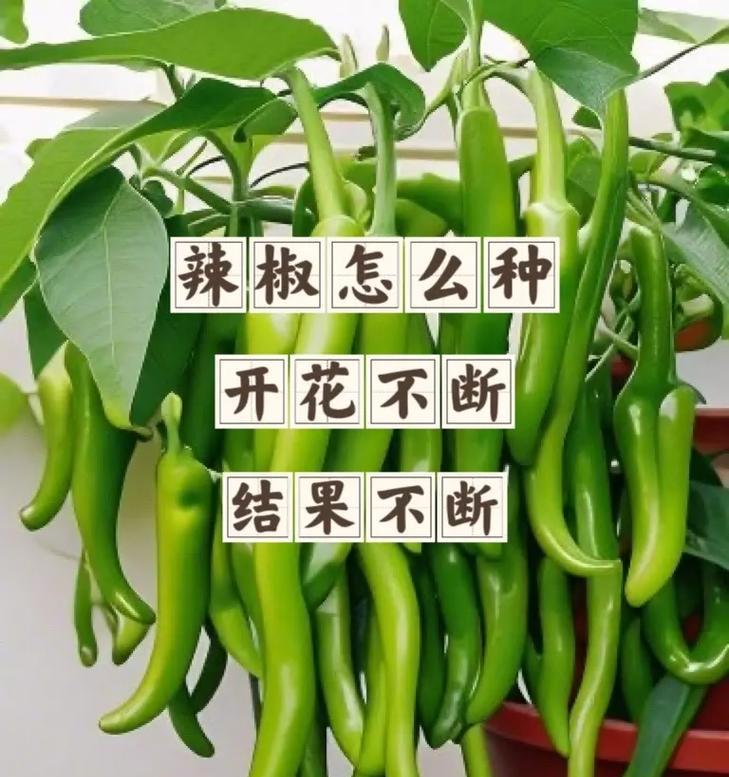 种辣椒催芽法有哪些？如何正确使用催芽法提高发芽率？