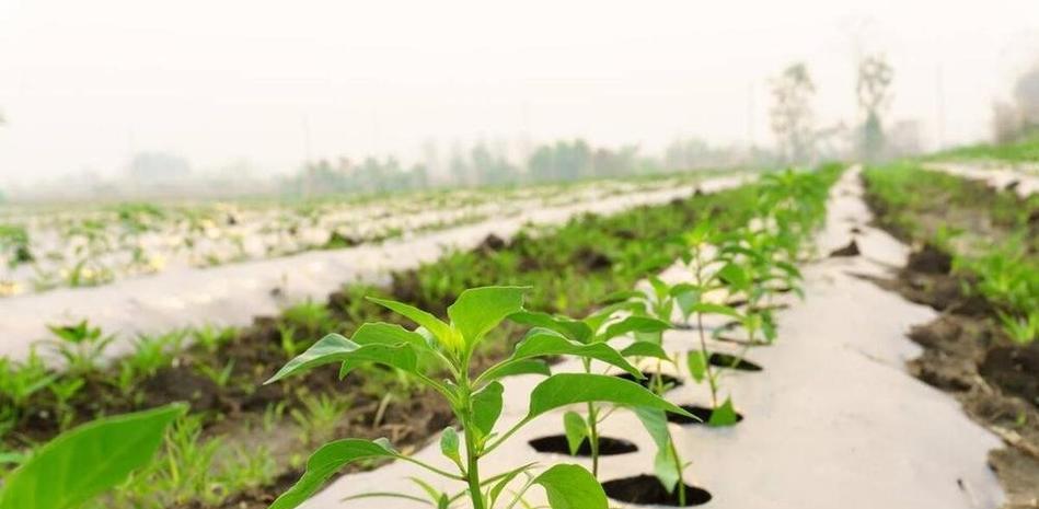 种辣椒催芽法有哪些？如何正确使用催芽法提高发芽率？