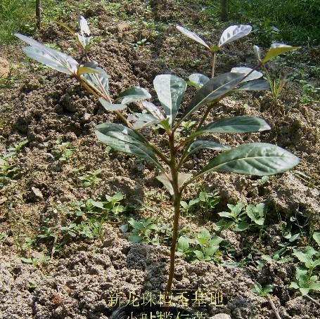 太阳伞树怎么种植方法？需要哪些步骤和注意事项？
