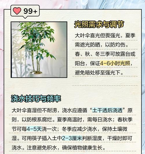 太阳伞树怎么种植方法？需要哪些步骤和注意事项？