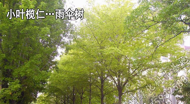 太阳伞树怎么种植方法？需要哪些步骤和注意事项？