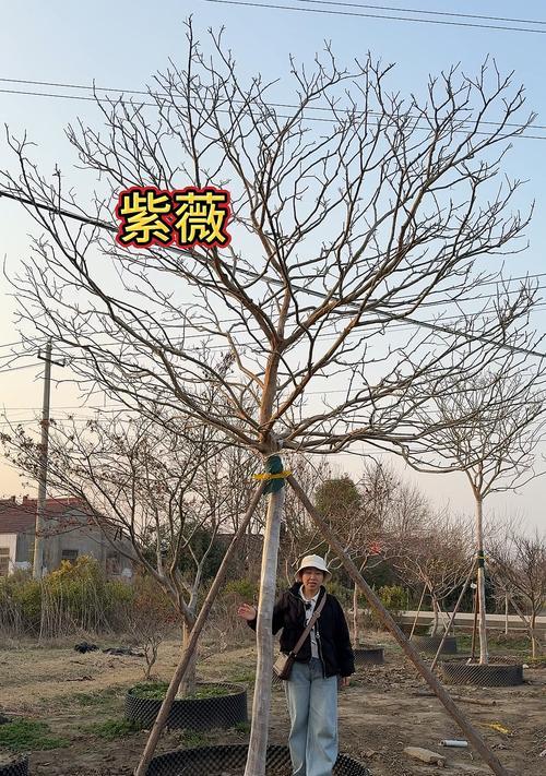 小树紫薇修剪枝条的最佳时机是什么时候？修剪后如何护理？