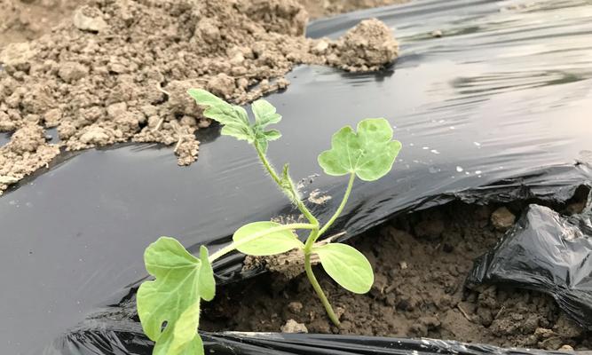 西瓜甜瓜丝瓜催芽方法是什么？如何提高发芽率？