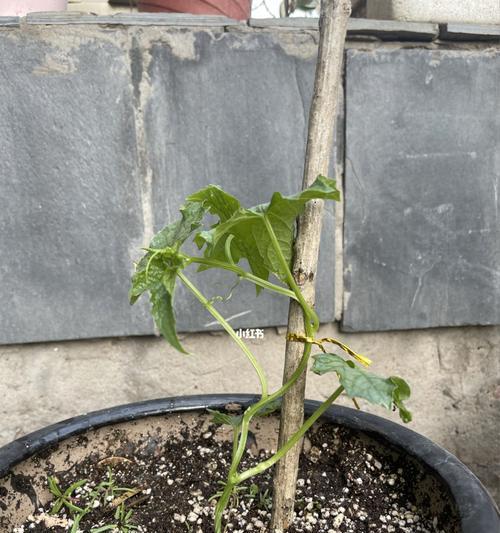 西瓜甜瓜丝瓜催芽方法是什么？如何提高发芽率？