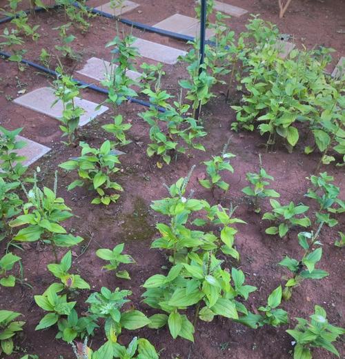三瓣草种植方法是什么？如何正确种植三瓣草？