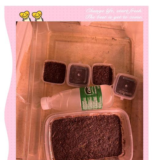 三瓣草种植方法是什么？如何正确种植三瓣草？