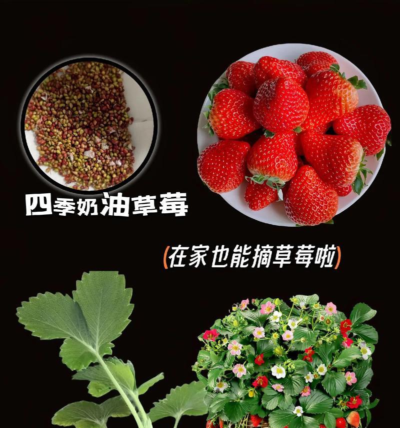 油草莓怎么种植方法？有哪些步骤和注意事项？
