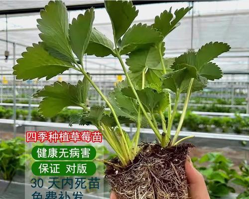 油草莓怎么种植方法？有哪些步骤和注意事项？