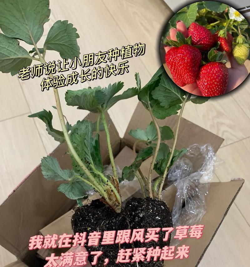 油草莓怎么种植方法？有哪些步骤和注意事项？