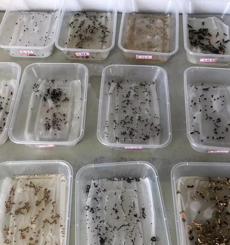 冰草种子怎么选？种植方法有哪些常见问题？