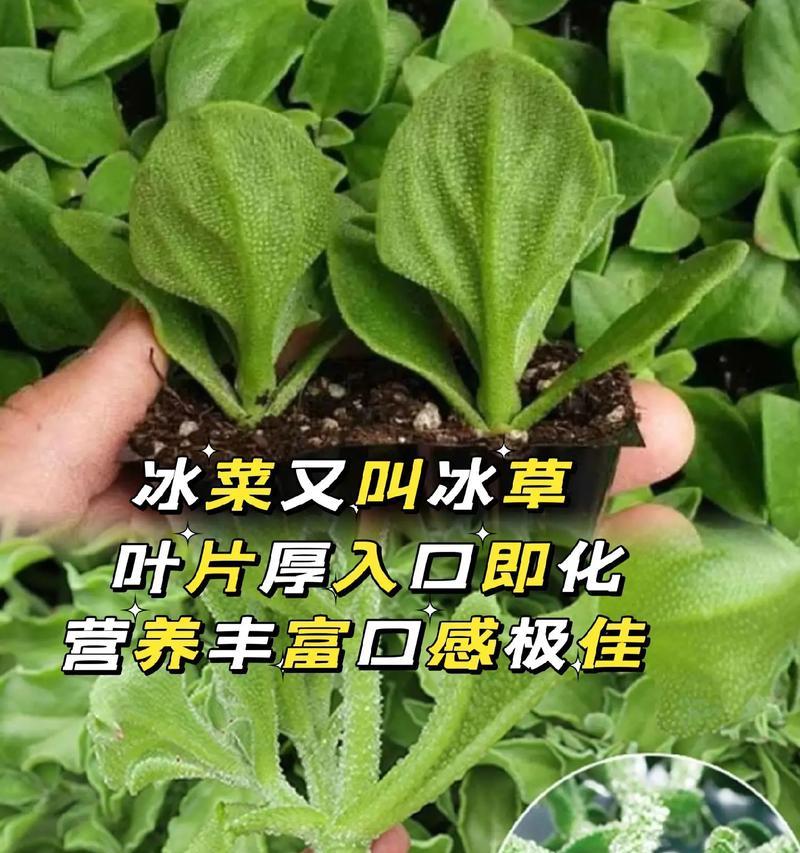 冰草种子怎么选？种植方法有哪些常见问题？