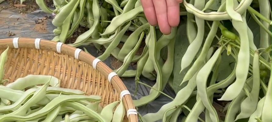 地豆角怎么种植方法？种植过程中需要注意哪些问题？