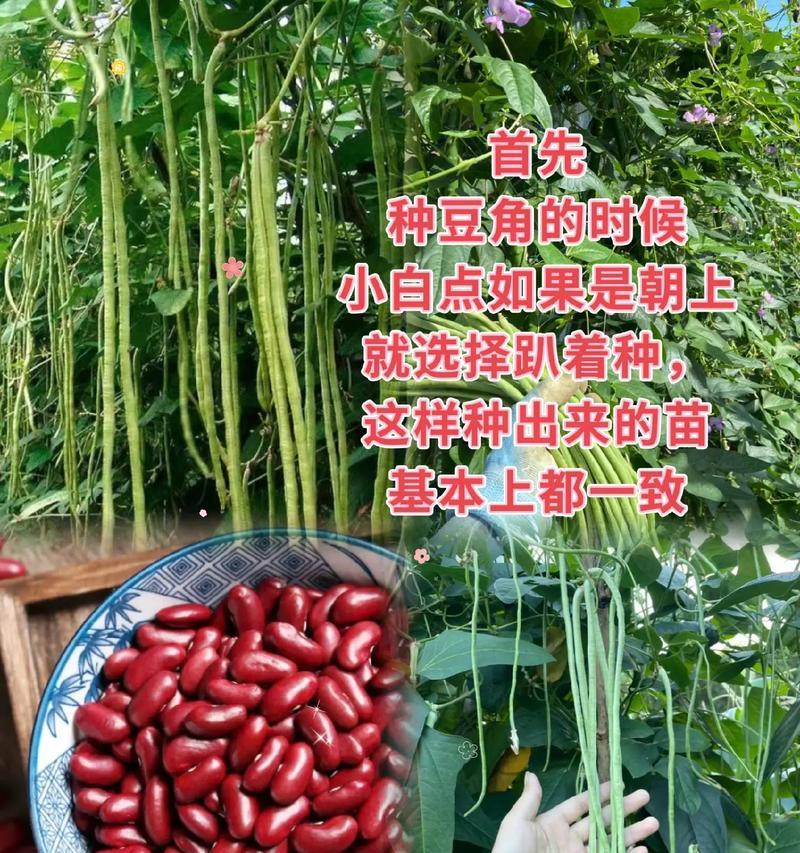 地豆角怎么种植方法？种植过程中需要注意哪些问题？