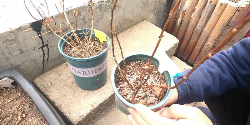 复色云龙修剪枝条的最佳时机和方法是什么？