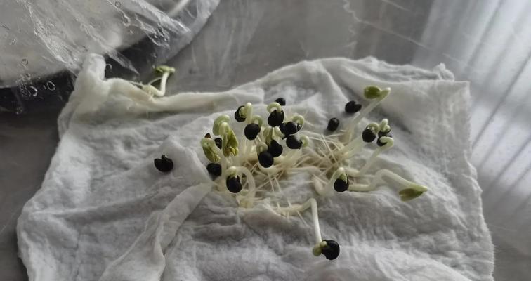 秋葵在家催芽方法是什么？需要多长时间才能发芽？