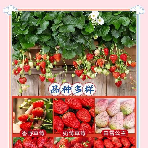 爬藤草莓种植方法有哪些？如何确保爬藤草莓健康成长？