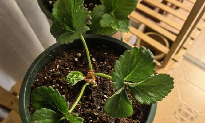 爬藤草莓种植方法有哪些？如何确保爬藤草莓健康成长？