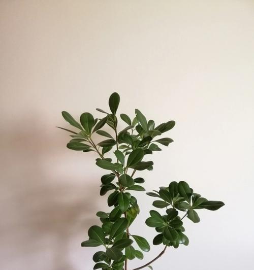 贡菜修剪枝条的最佳时机是什么时候？修剪后如何管理？