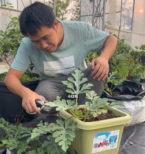 贡菜修剪枝条的最佳时机是什么时候？修剪后如何管理？