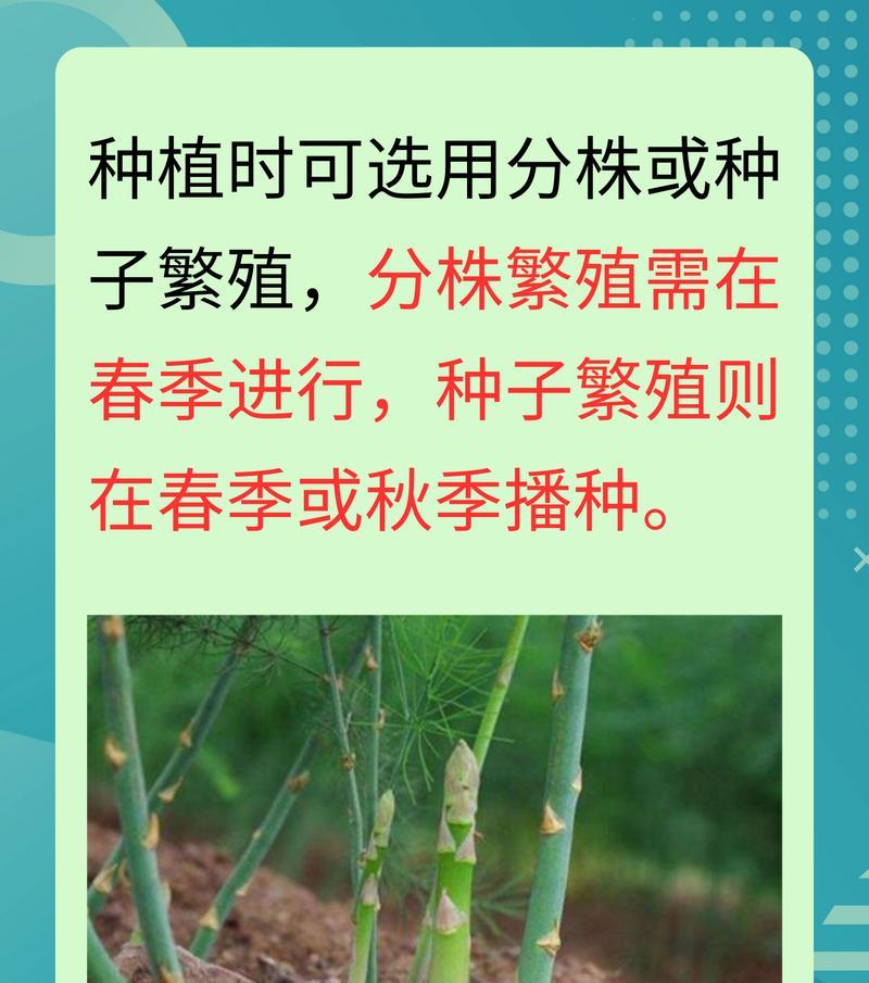 蕉笋种植方法和技术是什么？如何提高蕉笋的产量和质量？