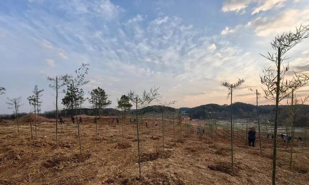 蕉笋种植方法和技术是什么？如何提高蕉笋的产量和质量？