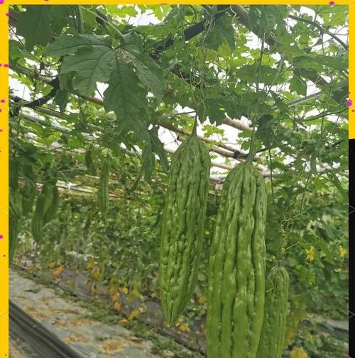 苦瓜两棵种植方法是什么？如何确保高产？