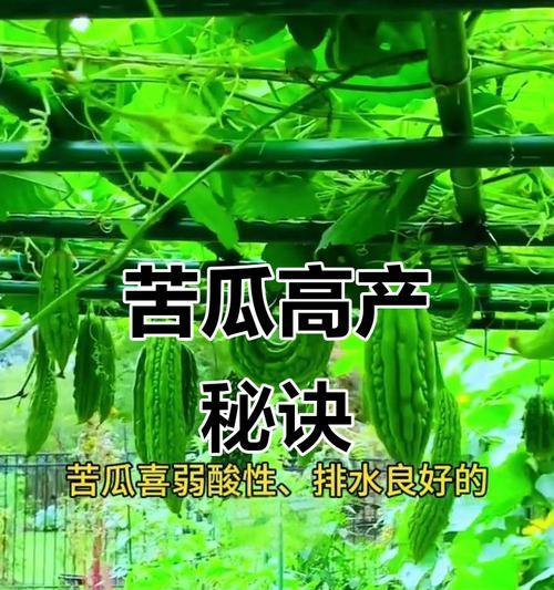 苦瓜两棵种植方法是什么？如何确保高产？
