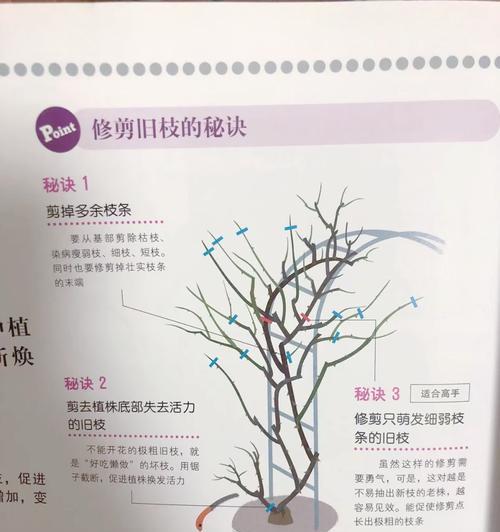 粗枫树修剪枝条的最佳时机是什么时候？修剪后如何护理？