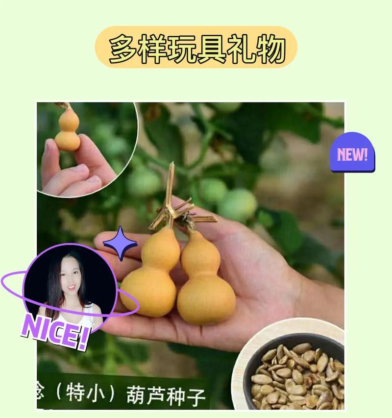 夏天种植葫芦的最佳方法是什么？步骤和技巧有哪些？