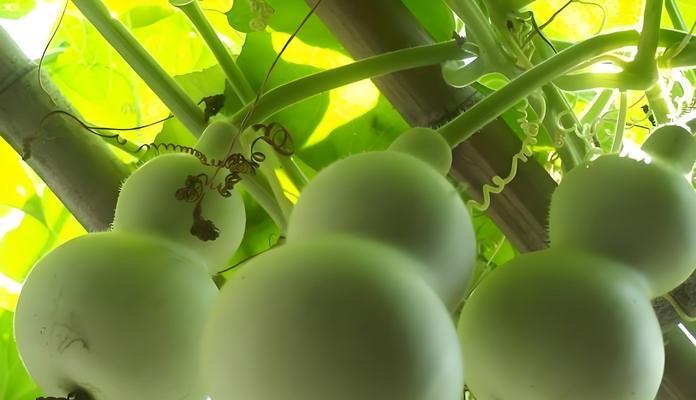夏天种植葫芦的最佳方法是什么？步骤和技巧有哪些？