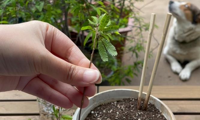 植物干枯后如何正确修剪枝条？修剪后需要注意什么？
