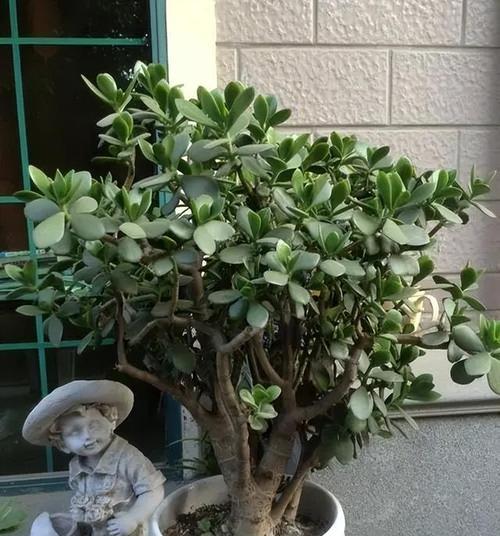 植物干枯后如何正确修剪枝条？修剪后需要注意什么？
