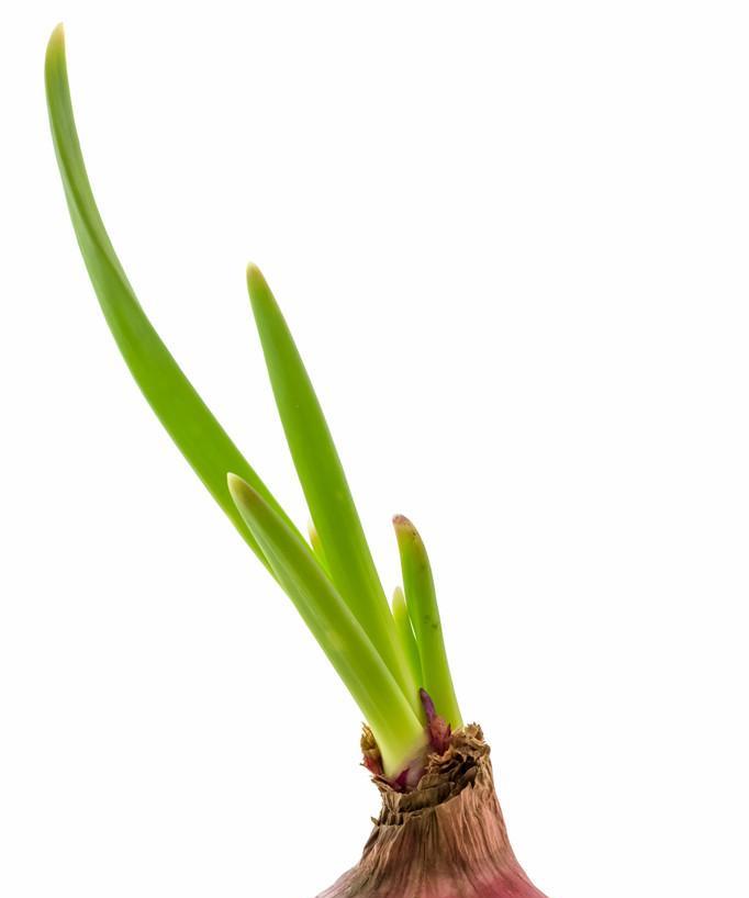 葱头夏天催芽方法是什么？如何确保成功发芽？