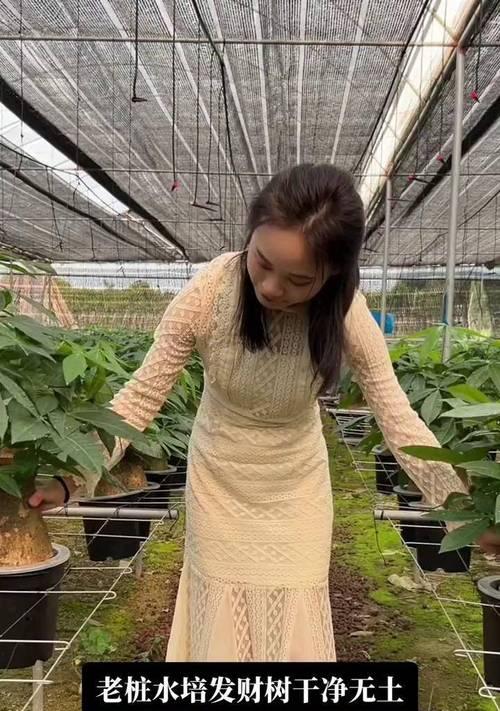 发财树树桩中部催芽方法是什么？需要多长时间才能发芽？