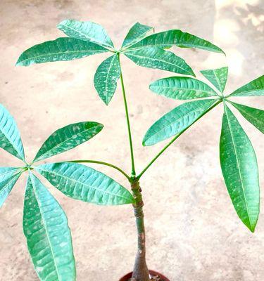 发财树树桩中部催芽方法是什么？需要多长时间才能发芽？