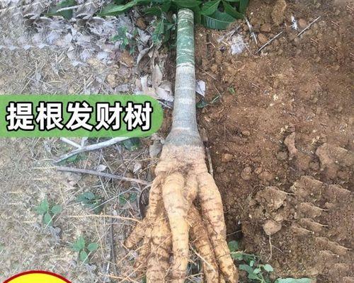 发财树树桩中部催芽方法是什么？需要多长时间才能发芽？